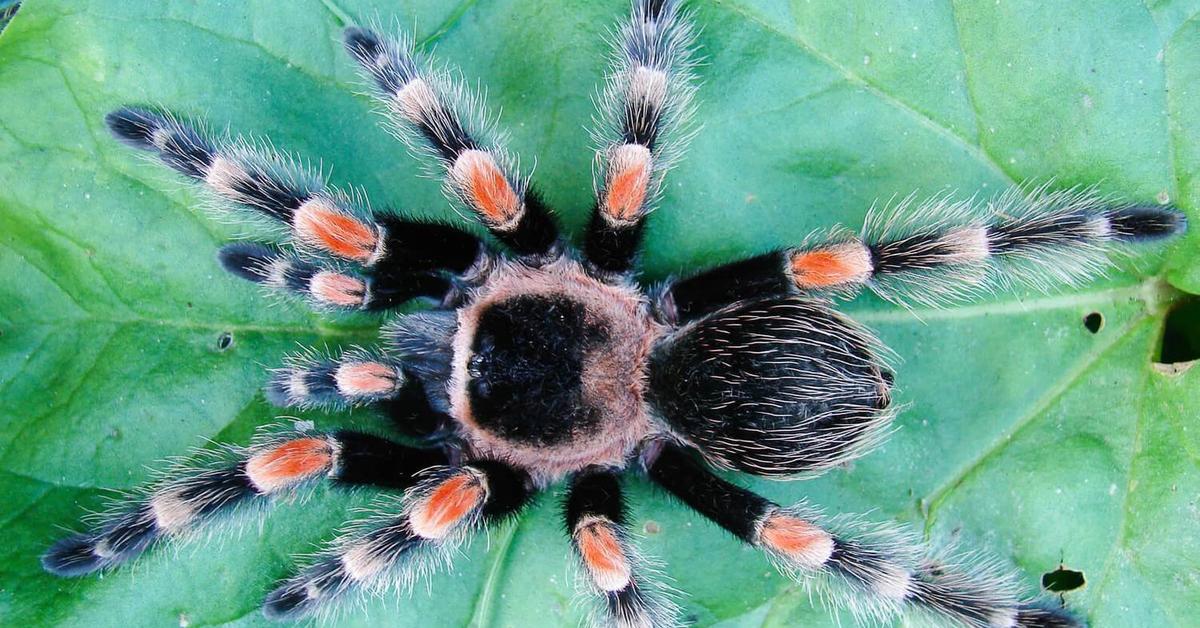 The elegant Purple Tarantula (Avicularia purpurea), a marvel of nature.