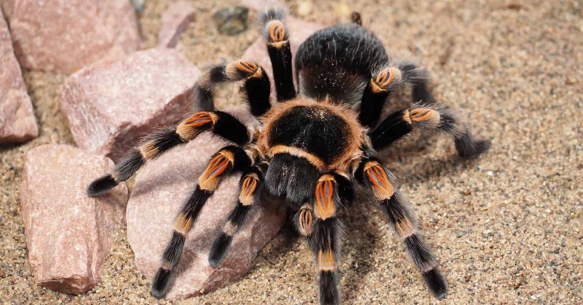 Image of the Purple Tarantula (Avicularia purpurea), popular in Indonesia as Tarantula Ungu.