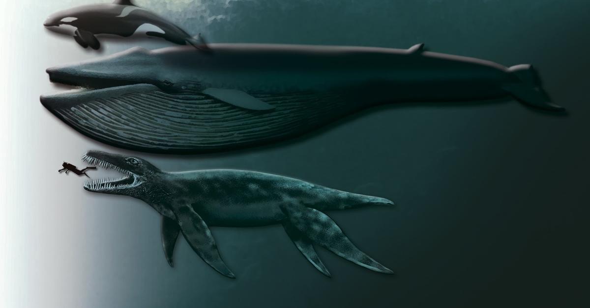 Distinctive Pliosaur, in Indonesia known as Pliosaurus, captured in this image.