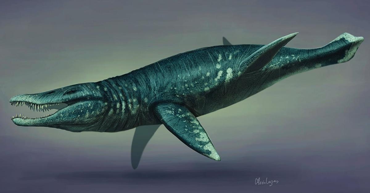 The Pliosaur in its natural beauty, locally called Pliosaurus.