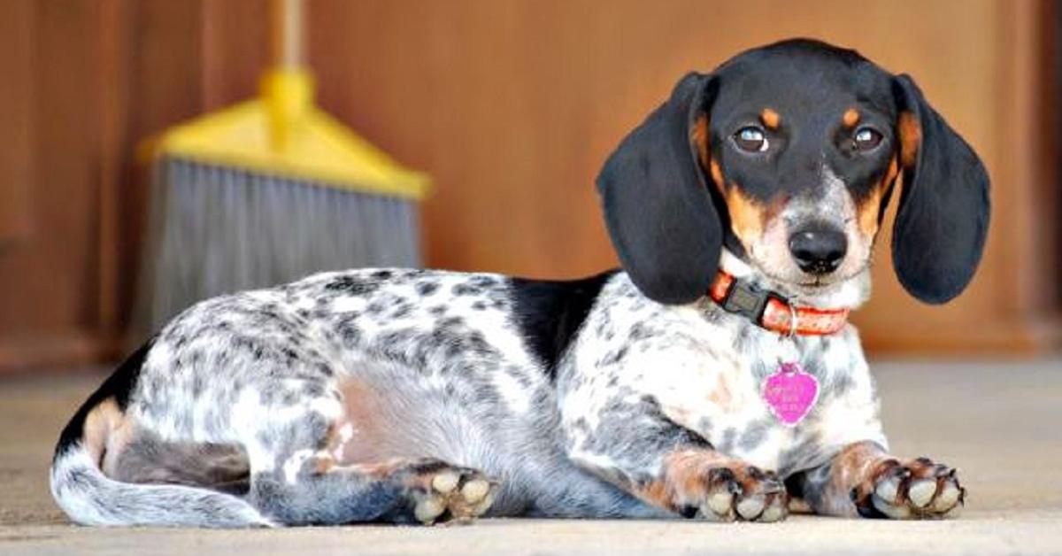 Photograph of the unique Piebald Dachshund, known scientifically as Canis lupus.