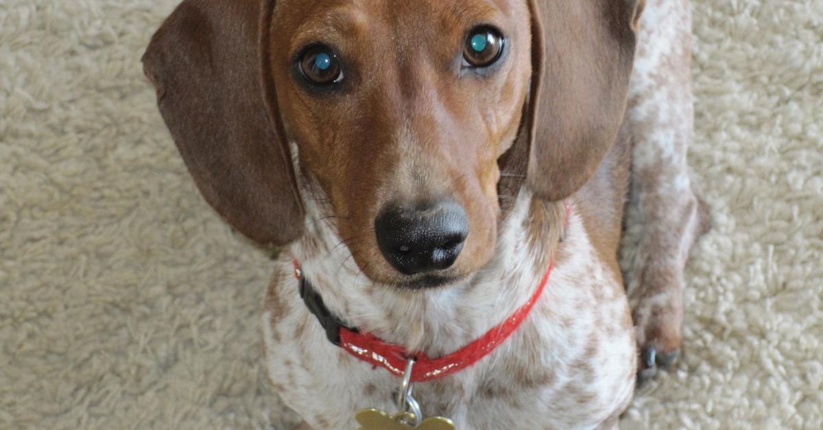 Close-up view of the Piebald Dachshund, known as Dachshund Piebald in Indonesian.