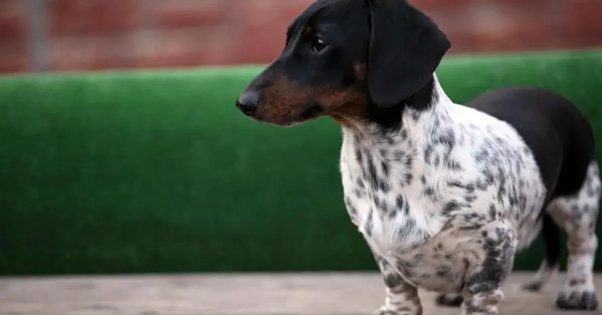 Close-up view of the Piebald Dachshund, known as Dachshund Piebald in Indonesian.