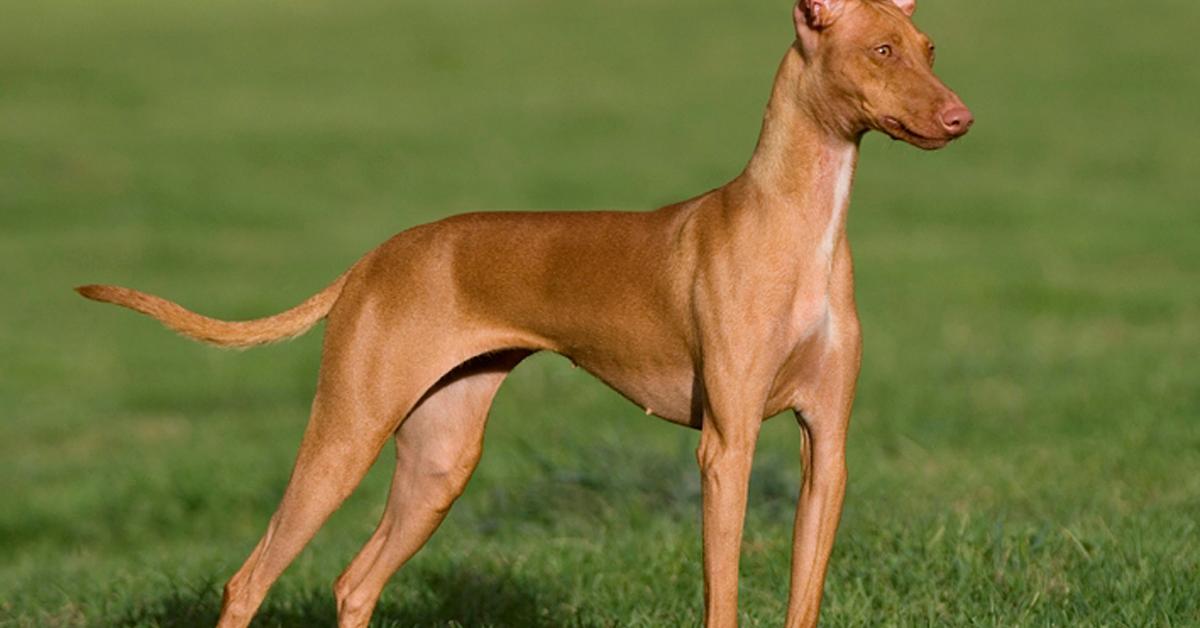 The Podenco Canario, a beautiful species also known as Anjing Podenco Canario in Bahasa Indonesia.