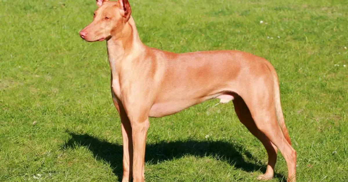 Captured elegance of the Podenco Canario, known in Indonesia as Anjing Podenco Canario.