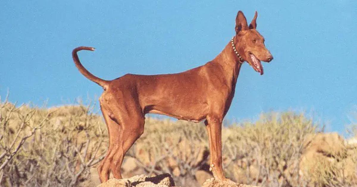 Splendid image of the Podenco Canario, with the scientific name Canis lupus familiaris.