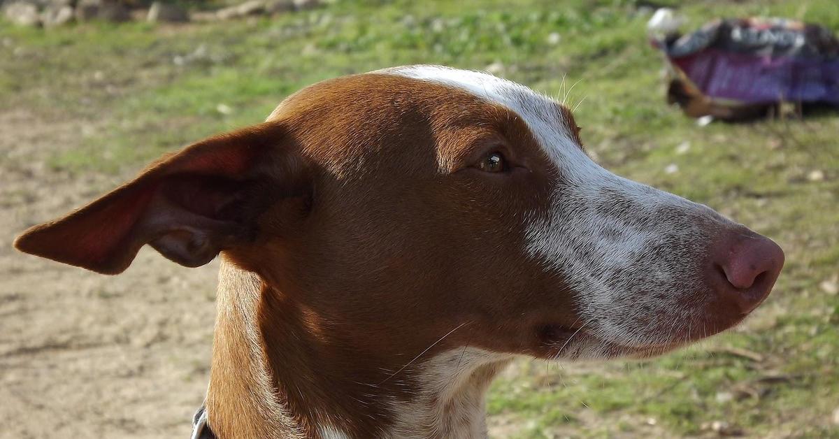 Iconic view of the Podenco Canario, or Canis lupus familiaris, in its habitat.