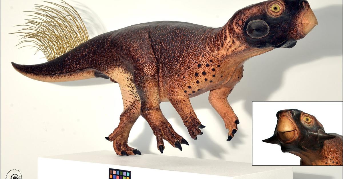 Distinctive Psittacosaurus, in Indonesia known as Psittacosaurus, captured in this image.