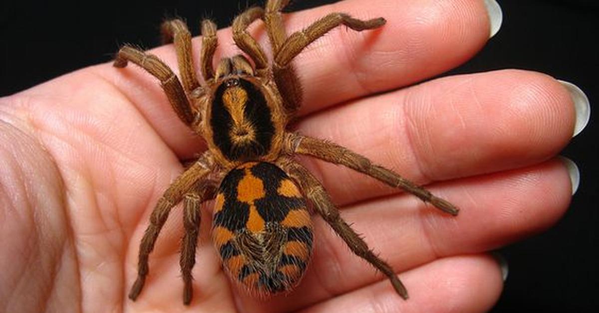 The remarkable Pumpkin Patch Tarantula (Hapalopus sp Columbia), a sight to behold.