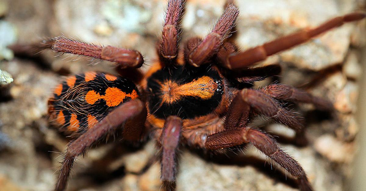 The Pumpkin Patch Tarantula, an example of Hapalopus sp Columbia, in its natural environment.