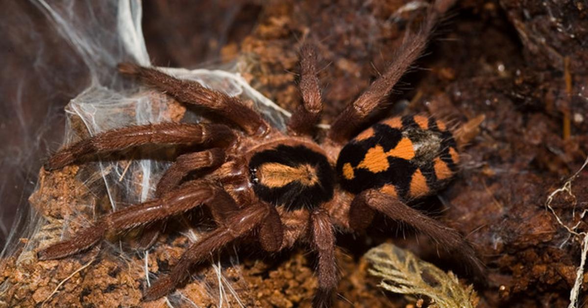 Image of the Pumpkin Patch Tarantula (Hapalopus sp Columbia), popular in Indonesia as Tarantula Ladang Labu.