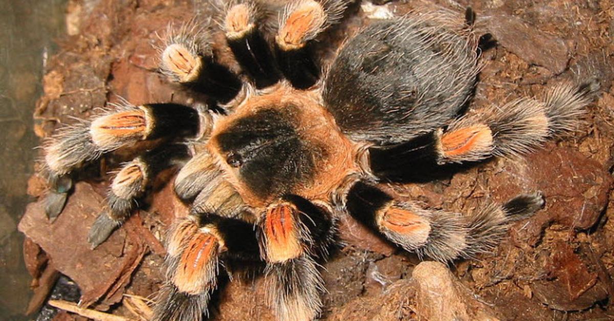 The majestic Pumpkin Patch Tarantula, also called Tarantula Ladang Labu in Indonesia, in its glory.