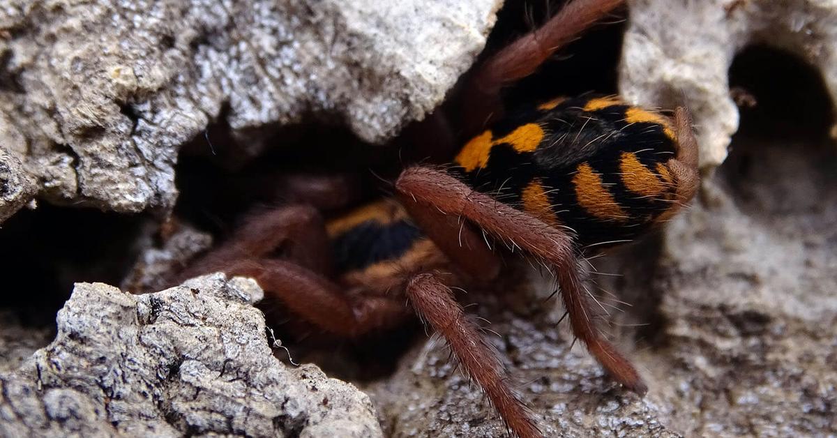 Vivid image of the Pumpkin Patch Tarantula, or Tarantula Ladang Labu in Indonesian context.