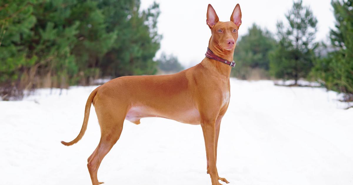 The Pharaoh Hound, a beautiful species also known as Anjing Firaun in Bahasa Indonesia.