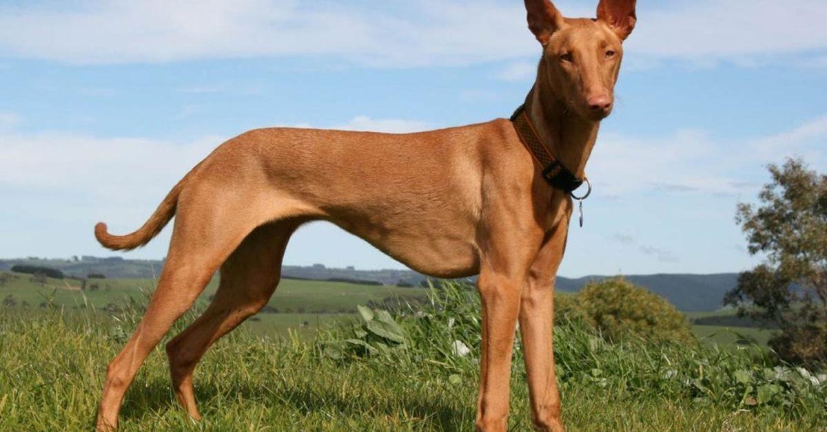 Captivating view of the Pharaoh Hound, known in Bahasa Indonesia as Anjing Firaun.