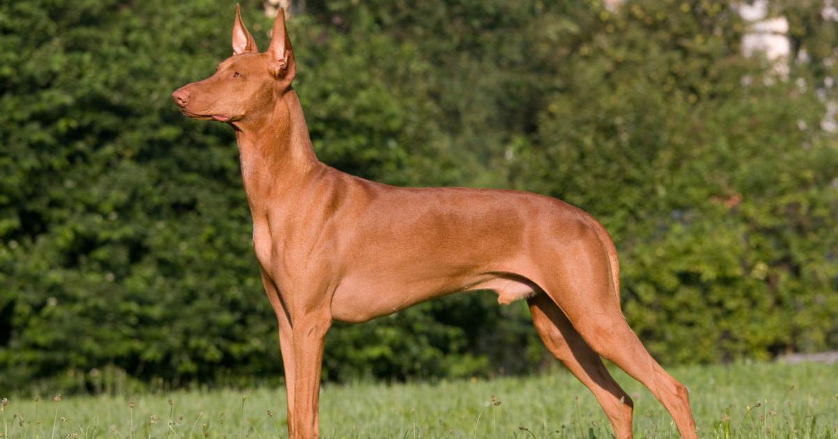 Portrait of a Pharaoh Hound, a creature known scientifically as Canis familiaris.