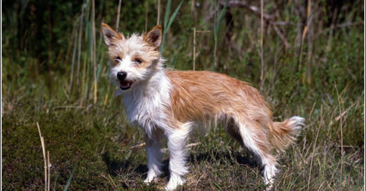 The Portuguese Podengo, a beautiful species also known as Podengo Portugis in Bahasa Indonesia.