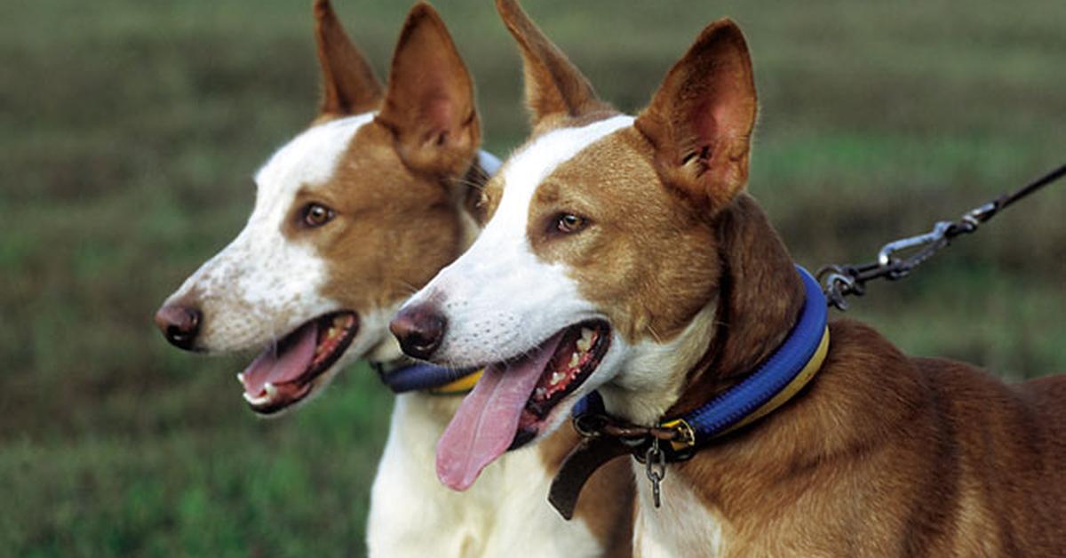 Snapshot of the intriguing Portuguese Podengo, scientifically named Canis familiaris.