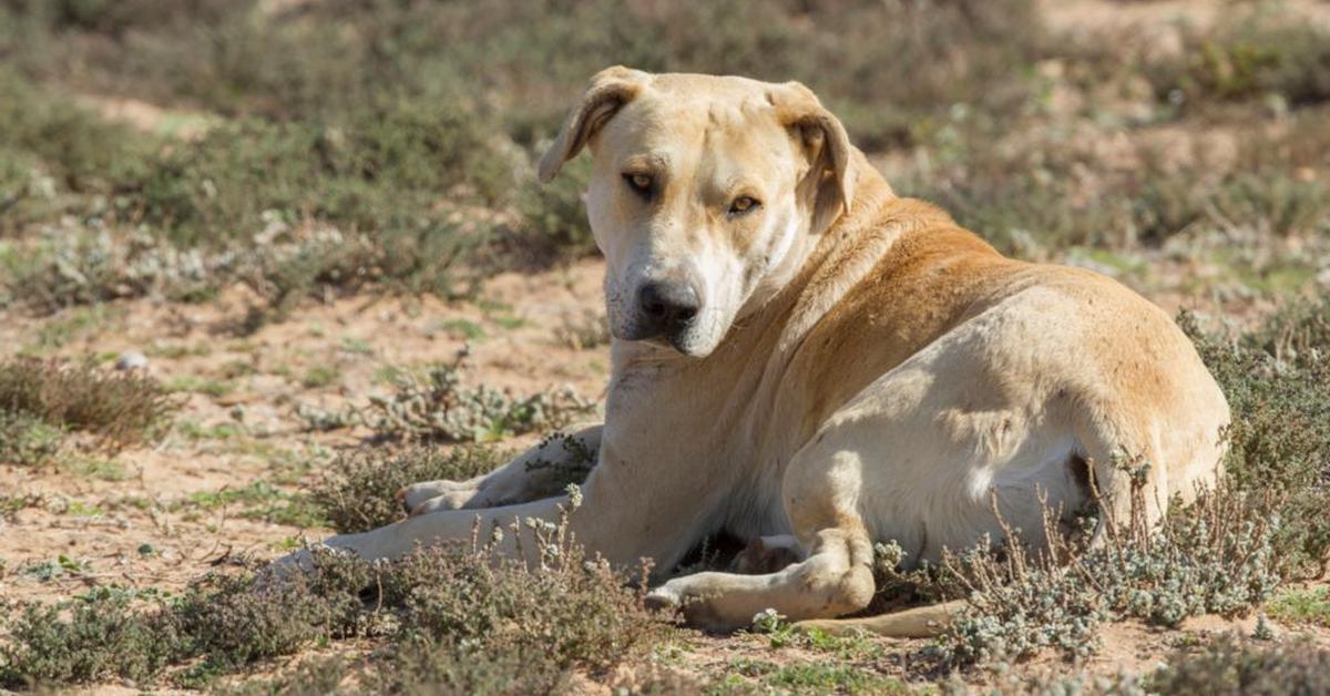 Stunning image of the Portuguese Podengo (Canis familiaris), a wonder in the animal kingdom.