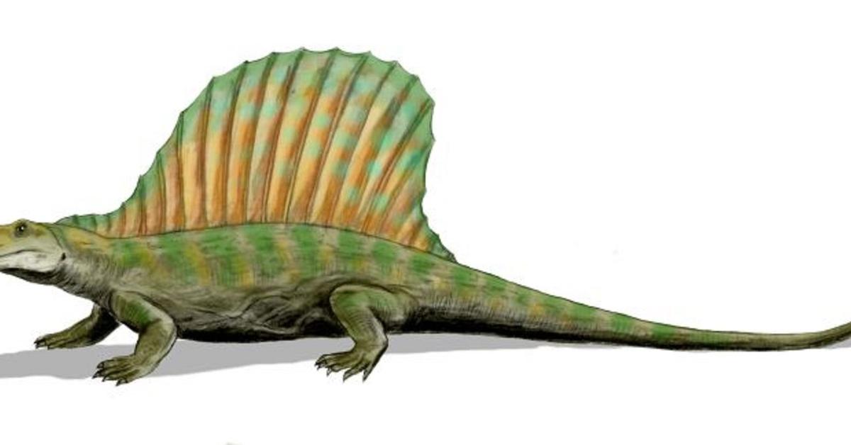 The Pelycosaurs, a species known as Pelycosauria, in its natural splendor.