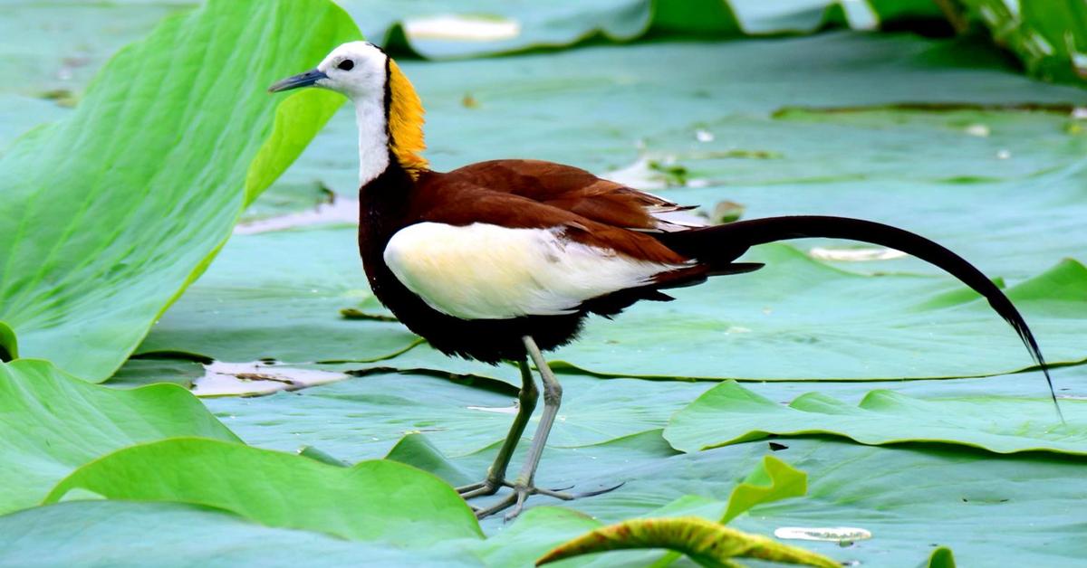 A beautiful representation of the Pheasant-Tailed Jacana, scientifically Hydrophasianus chirurgus.