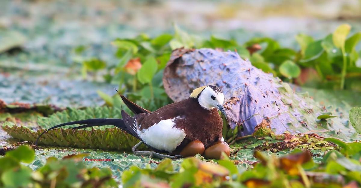 The Pheasant-Tailed Jacana, an example of Hydrophasianus chirurgus, in its natural environment.