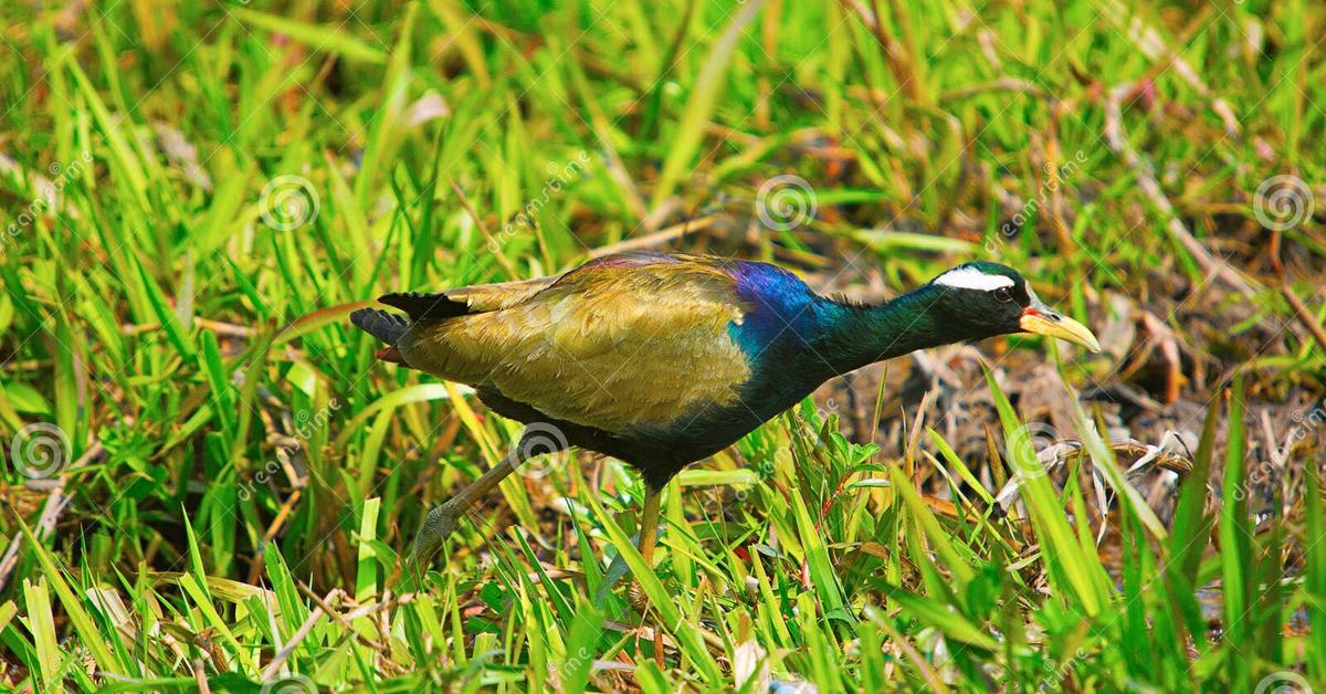 Visual representation of the Pheasant-Tailed Jacana, recognized in Indonesia as Burung Puyuh Ekor Panjang.