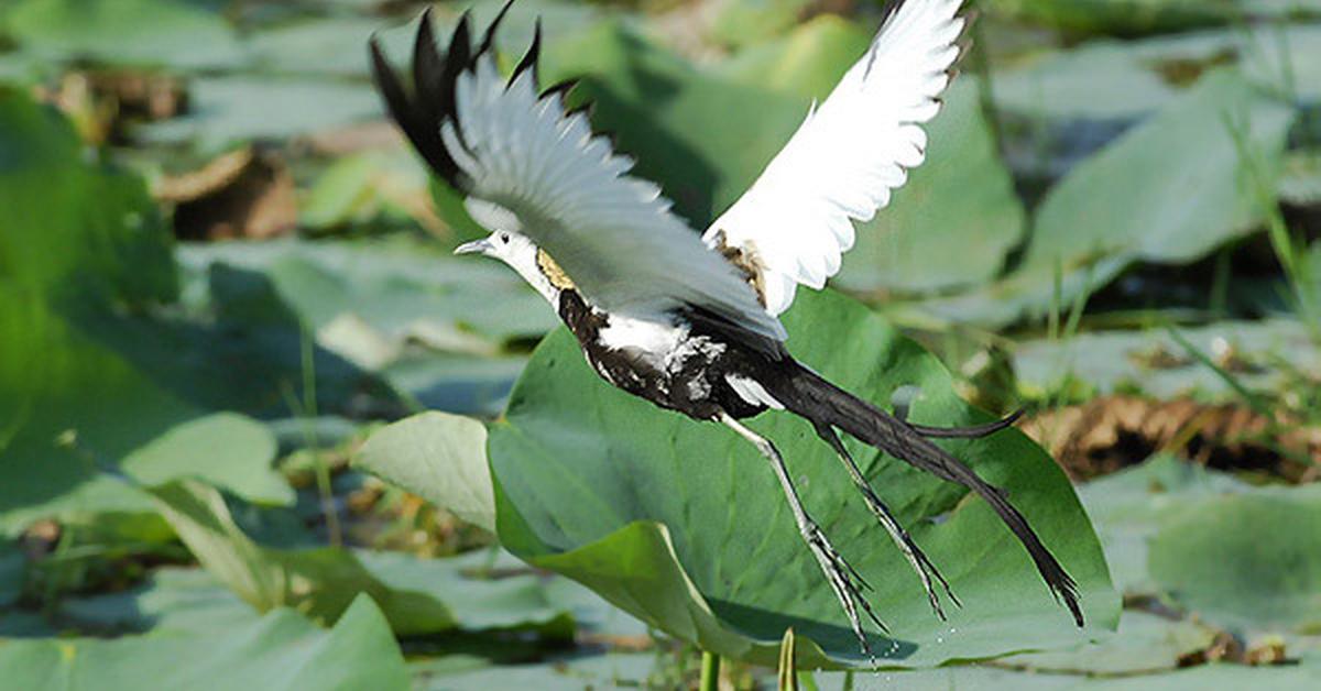 Image showcasing the Pheasant-Tailed Jacana, known in Indonesia as Burung Puyuh Ekor Panjang.