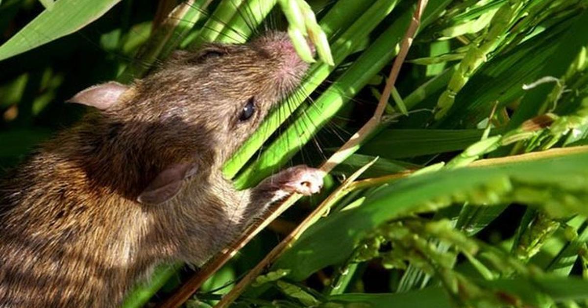 The majestic Palm Rat, also called Tikus Kelapa in Indonesia, in its glory.