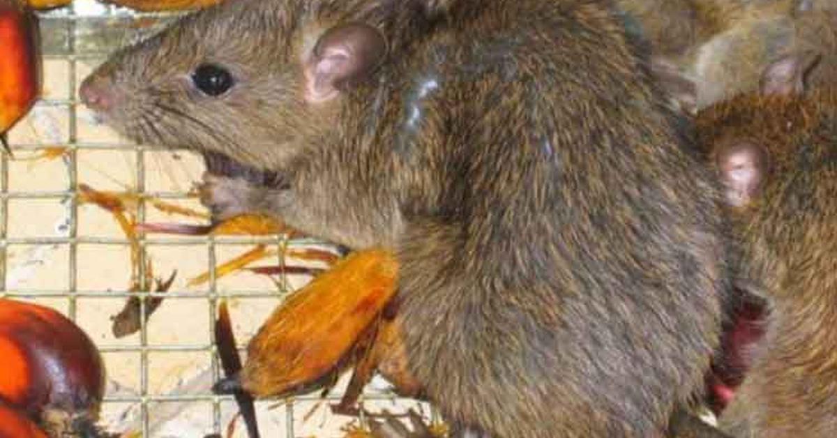 Distinctive Palm Rat, in Indonesia known as Tikus Kelapa, captured in this image.