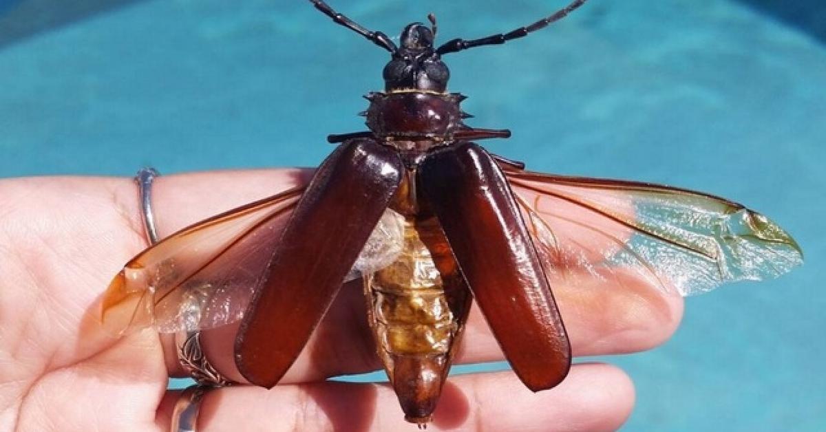 A beautiful representation of the Palo Verde Beetle, scientifically Derobrachus hovorei.