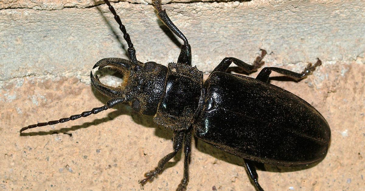 Picture of Palo Verde Beetle, known in Indonesia as Kumbang Palo Verde.