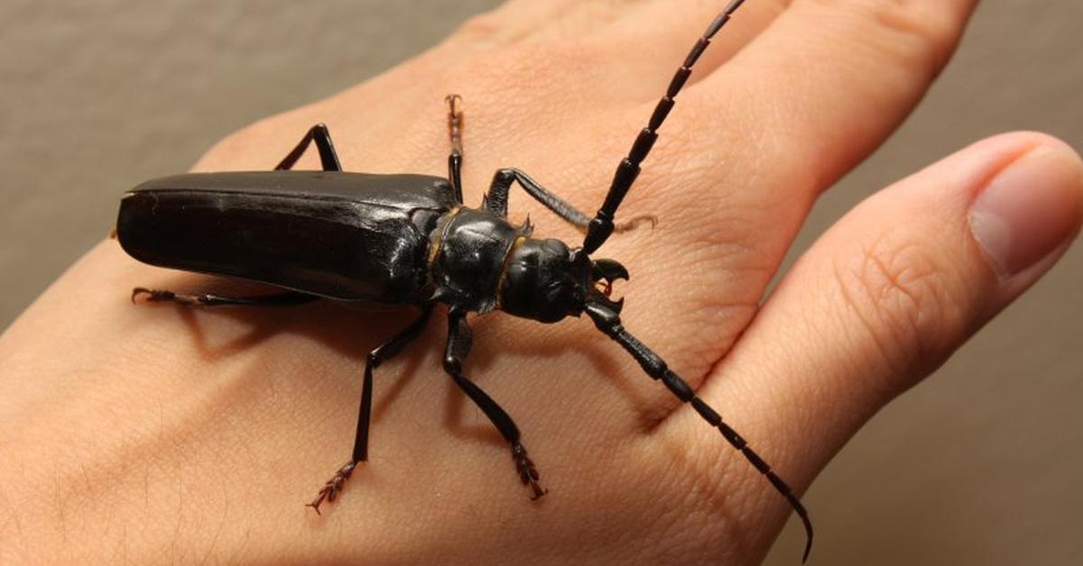 Elegant portrayal of the Palo Verde Beetle, also known as Derobrachus hovorei.