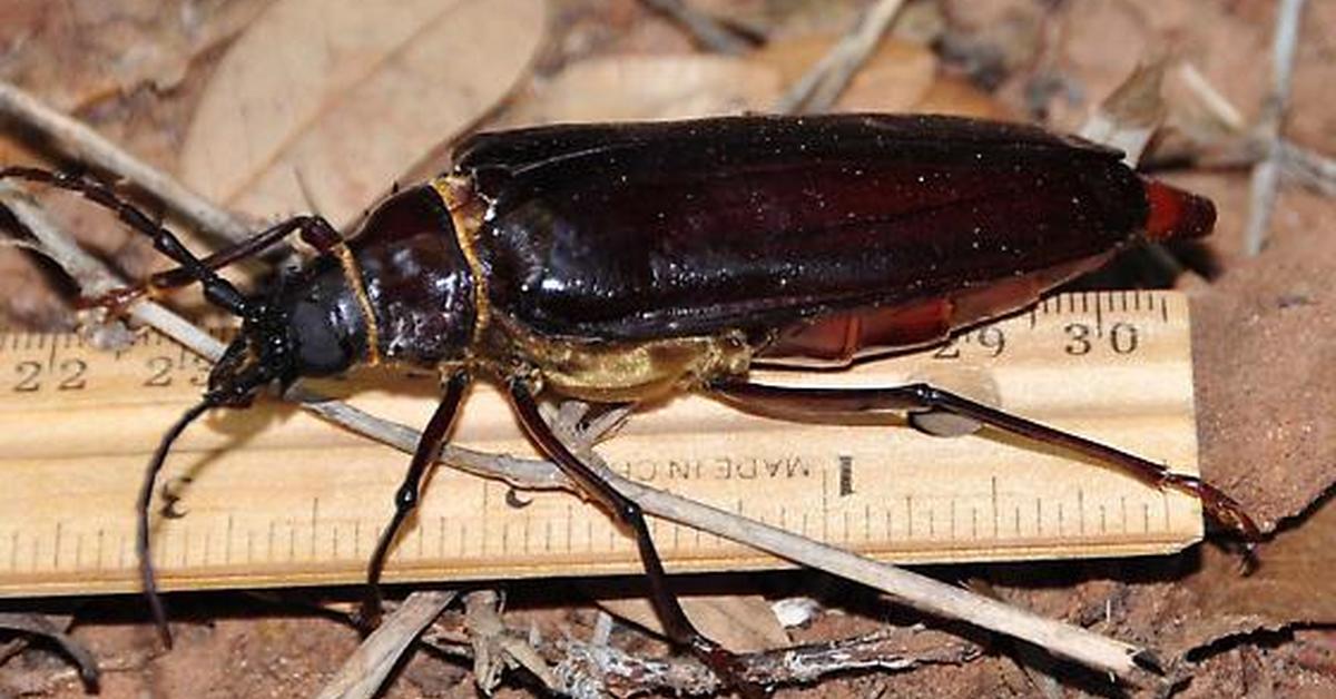 Elegant Palo Verde Beetle in its natural habitat, called Kumbang Palo Verde in Indonesia.