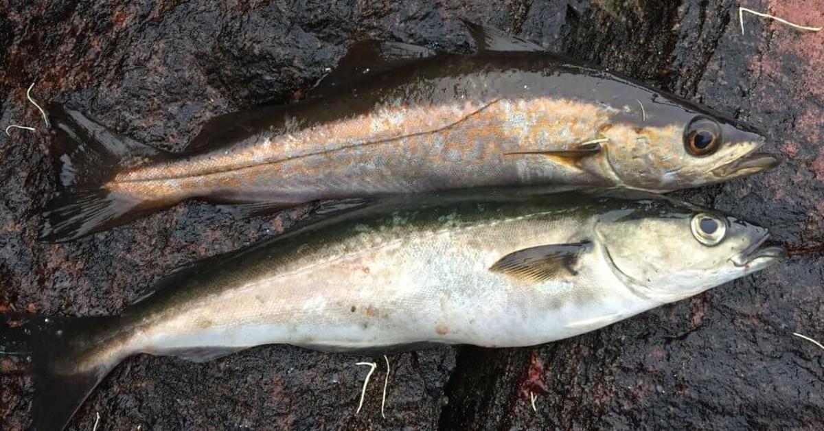 Photograph of the unique Pollock Fish, known scientifically as Pollachius.