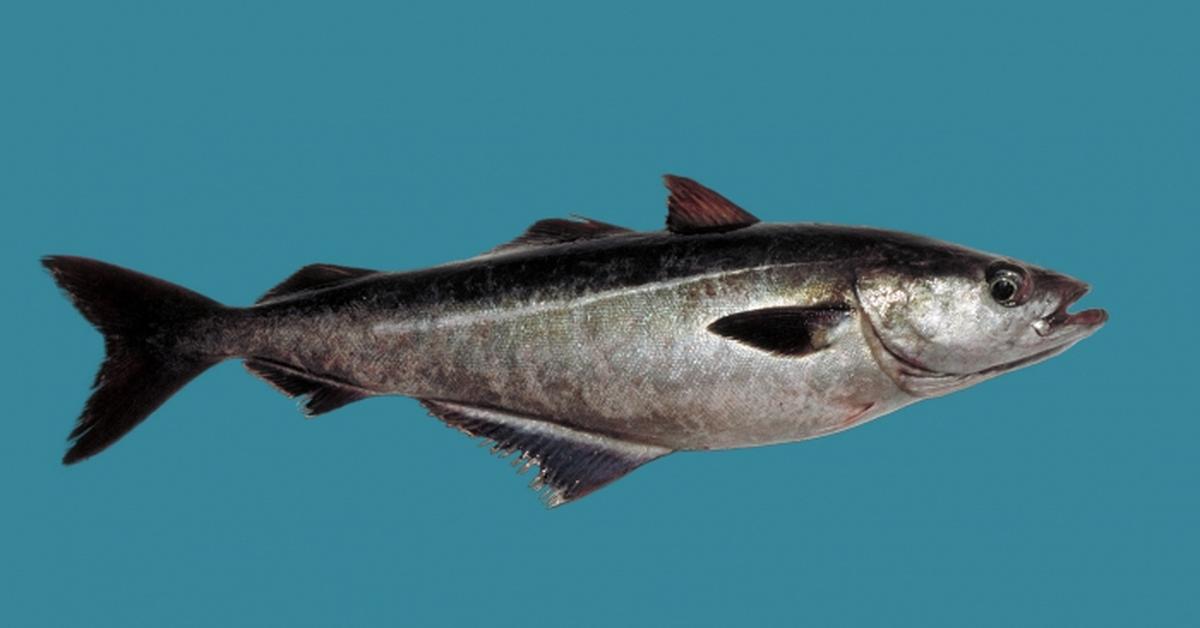 Photograph of the unique Pollock Fish, known scientifically as Pollachius.