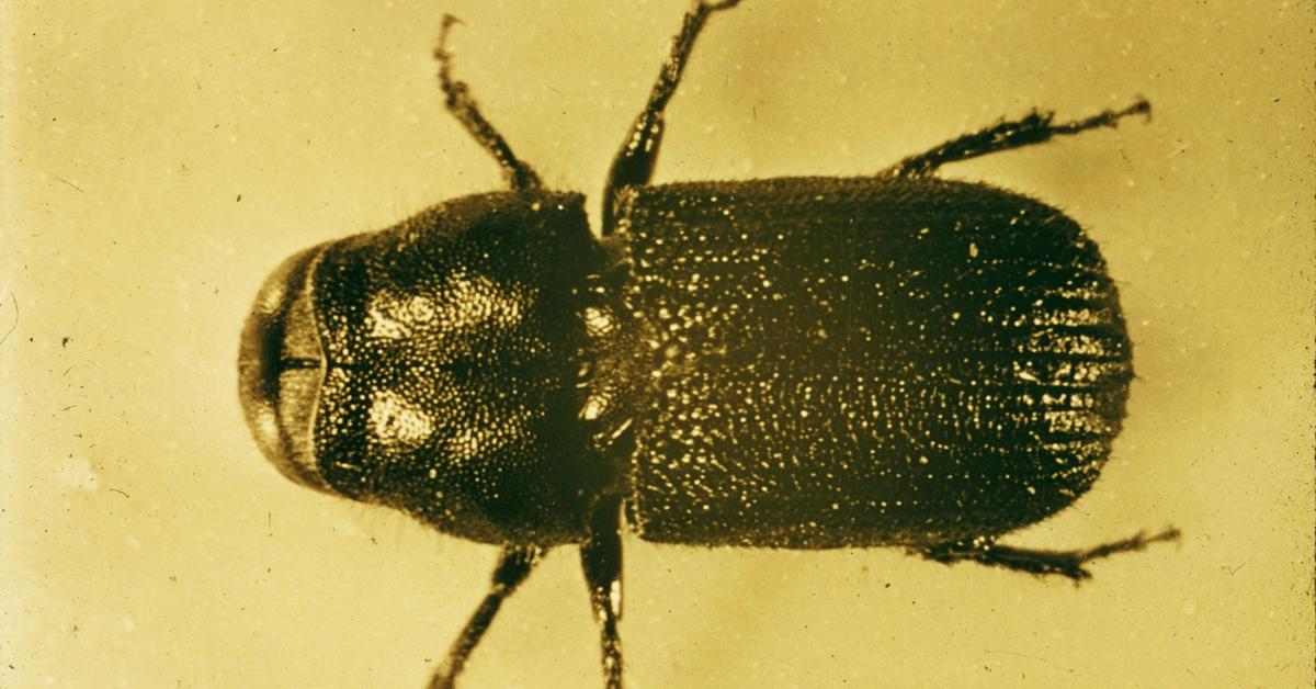 The fascinating Pine Beetle, scientifically known as Dendroctonus ponderosae.