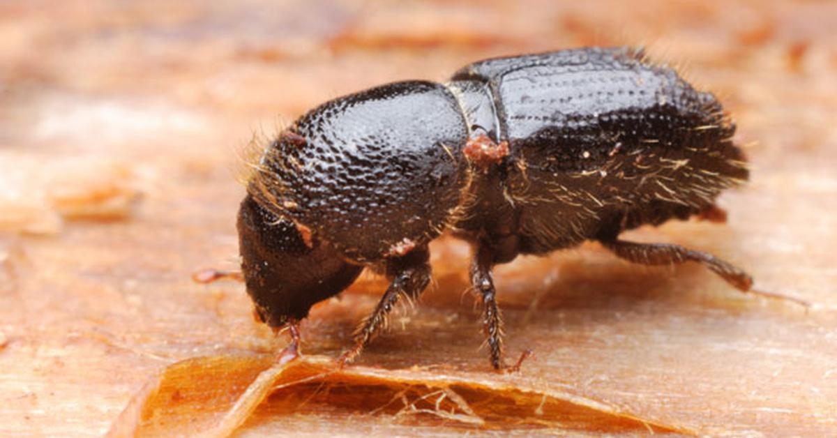 Glimpse of the Pine Beetle, known in the scientific community as Dendroctonus ponderosae.