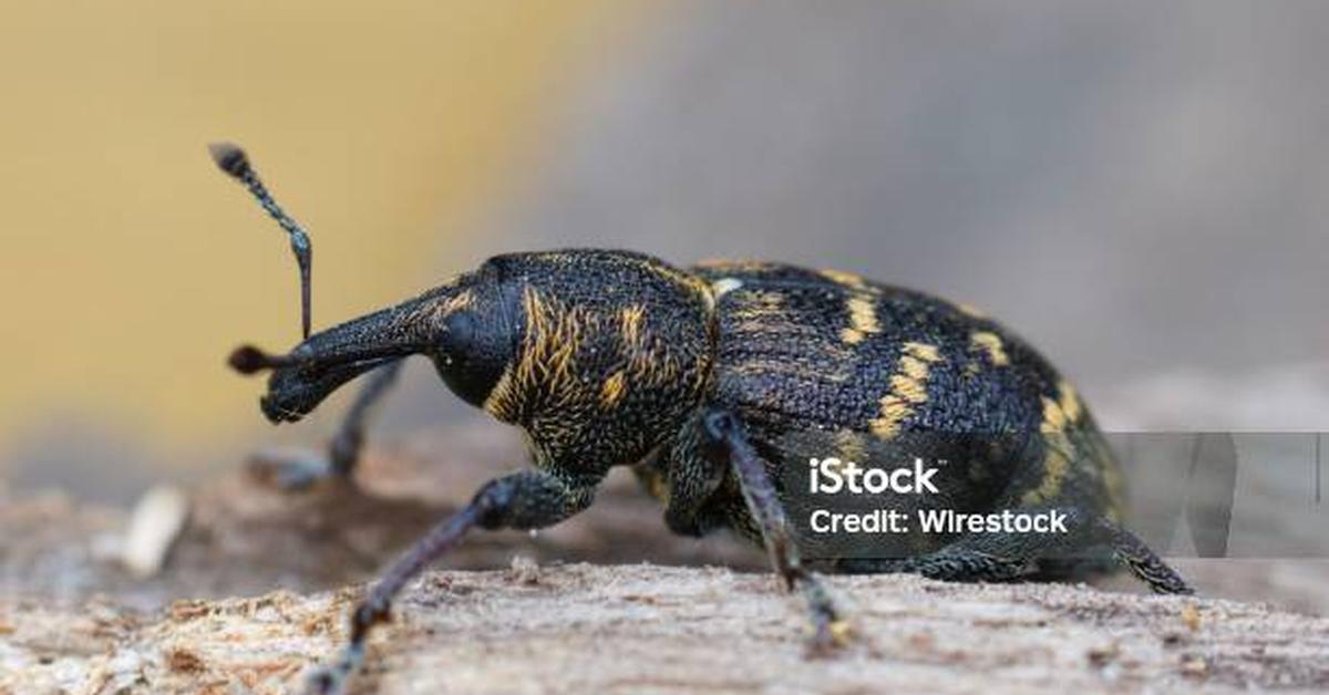 Photogenic Pine Beetle, scientifically referred to as Dendroctonus ponderosae.