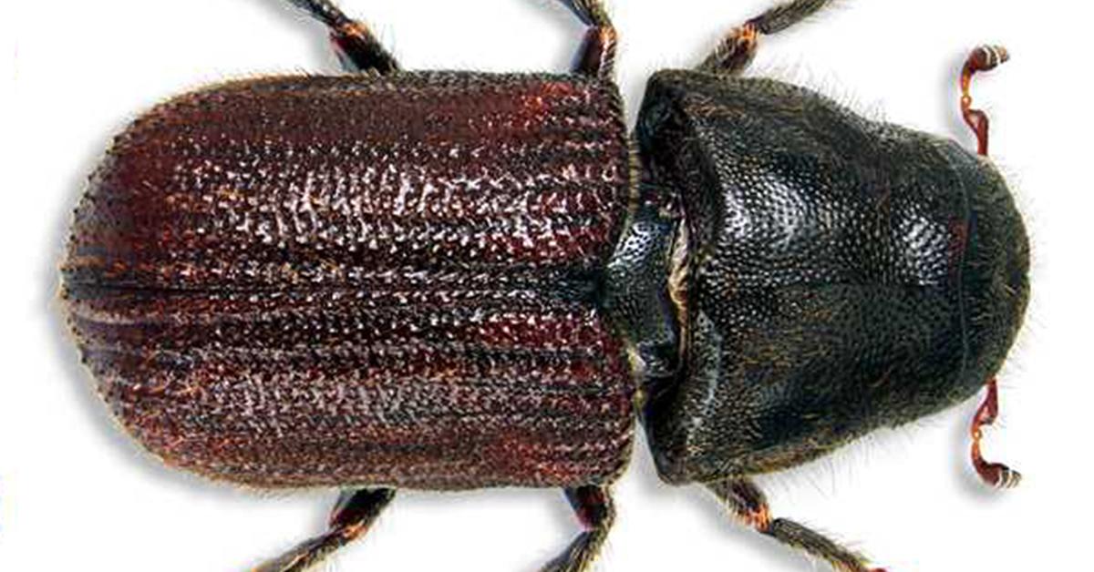 Glimpse of the Pine Beetle, known in the scientific community as Dendroctonus ponderosae.