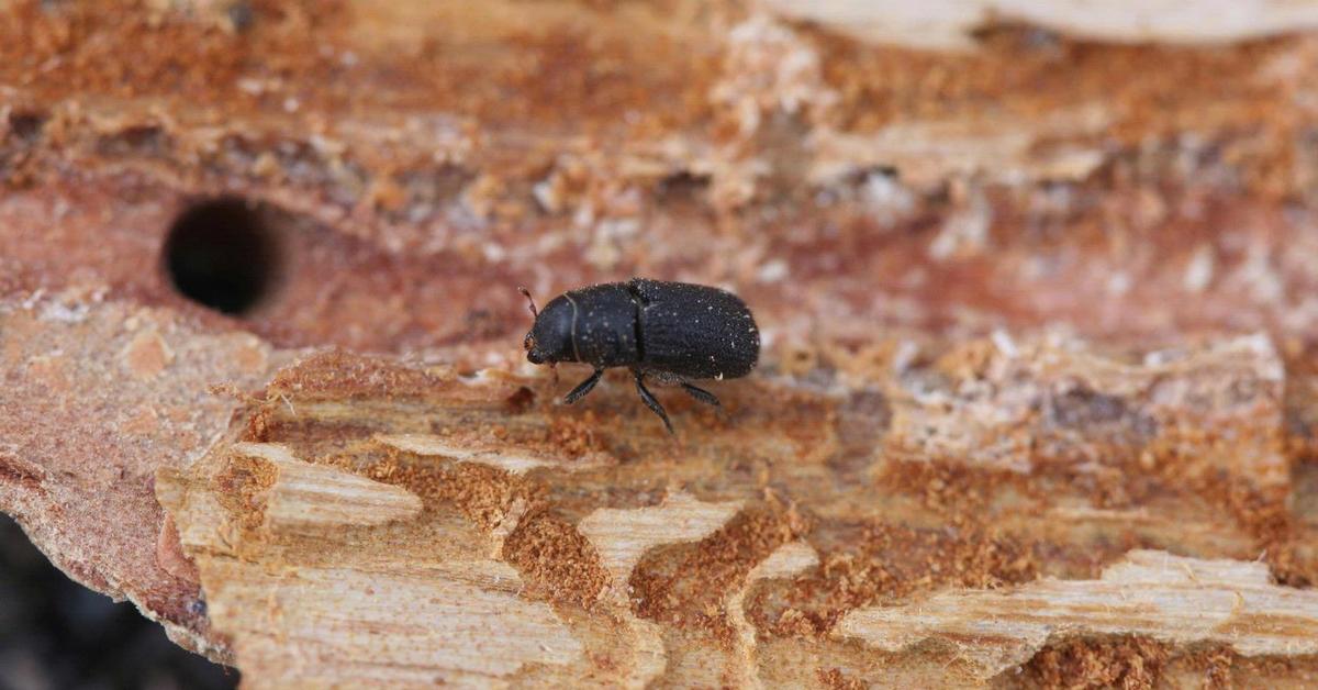 Captivating view of the Pine Beetle, known in Bahasa Indonesia as Kumbang Pinus.