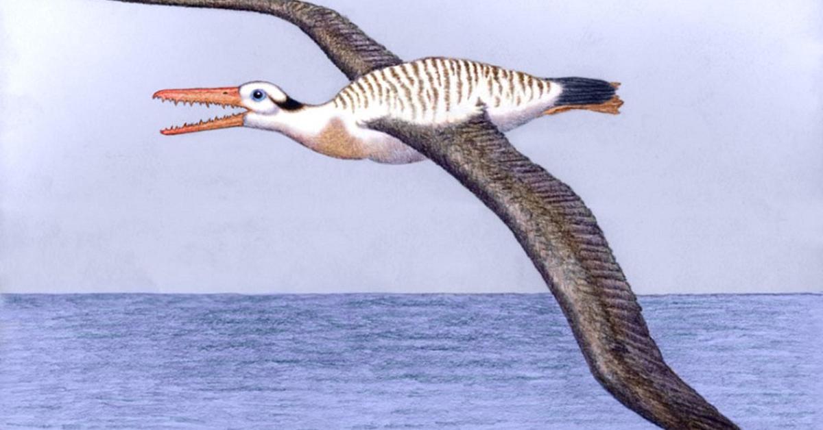 The Pelagornis, an example of Pelagornis, in its natural environment.