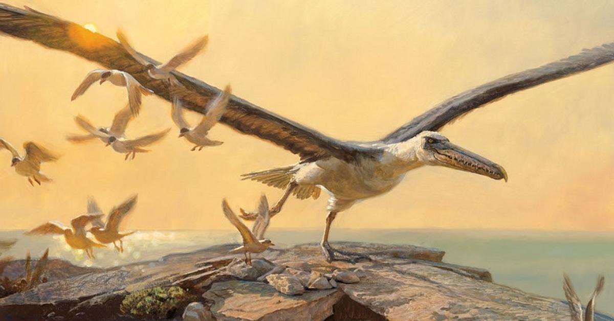 The elegant Pelagornis (Pelagornis), a marvel of nature.