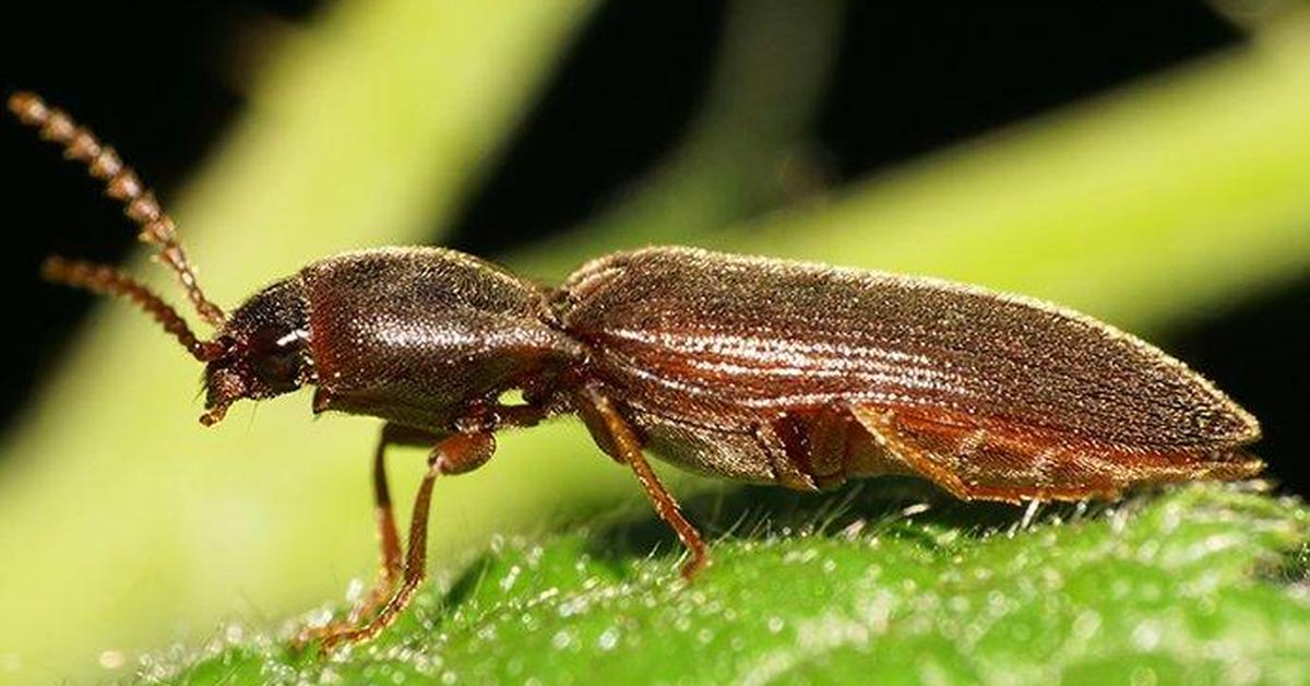 Enchanting Powderpost Beetle, a species scientifically known as Bostrichidae.