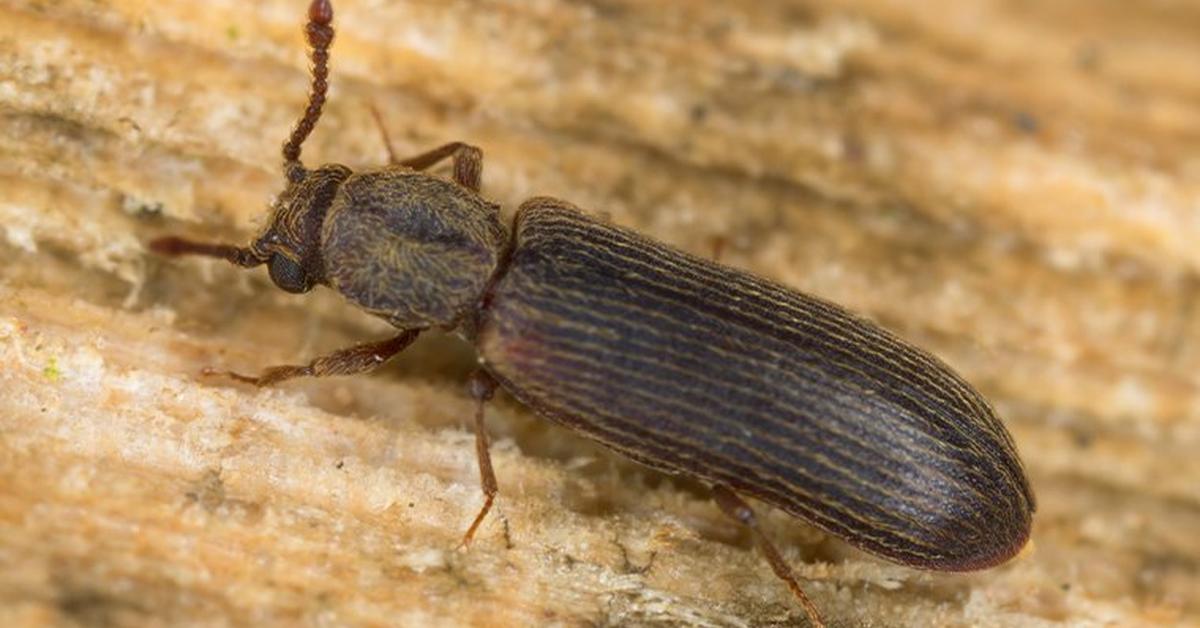 Picture of Powderpost Beetle, known in Indonesia as Kumbang Serbuk.