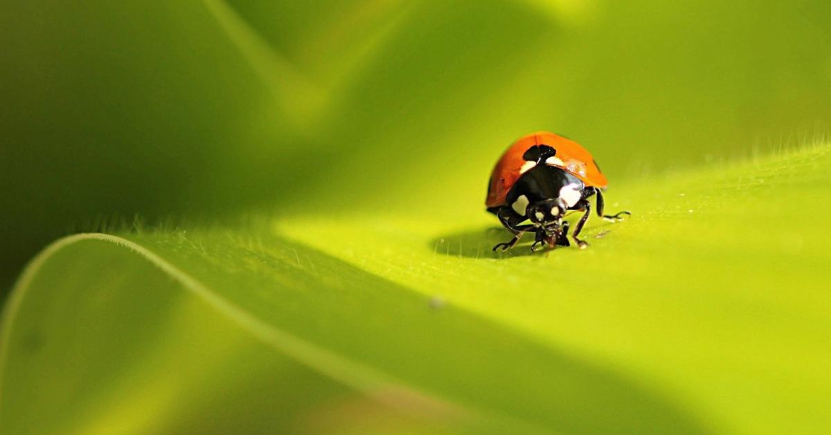 Captured beauty of the Powderpost Beetle, or Bostrichidae in the scientific world.