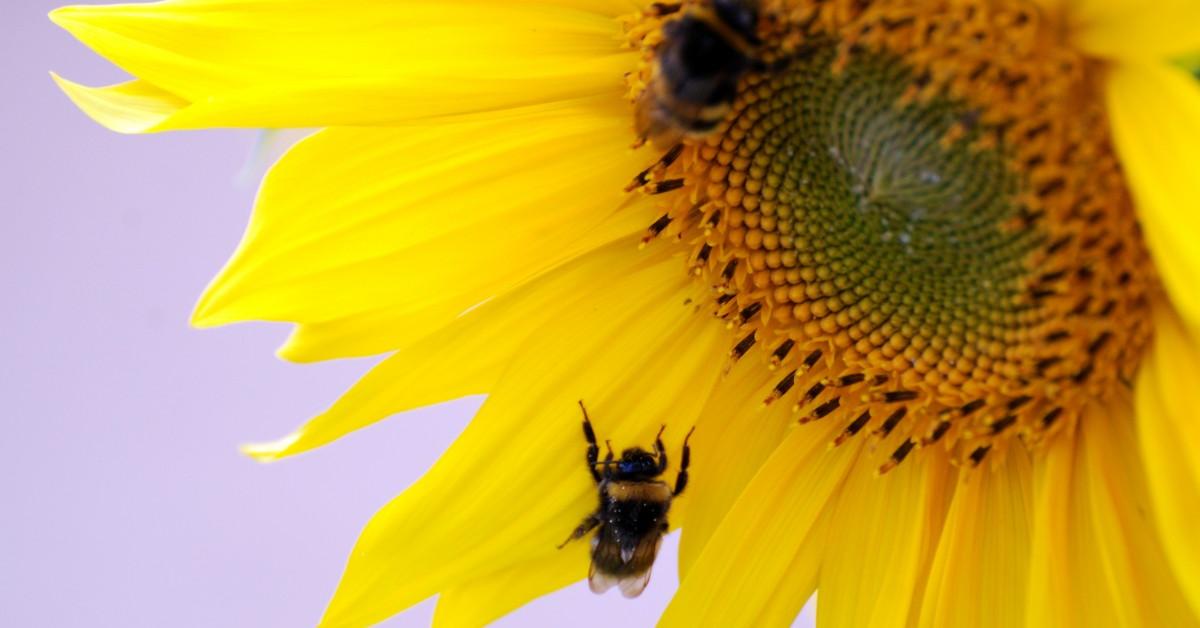 Glimpse of the Powderpost Beetle, known in the scientific community as Bostrichidae.