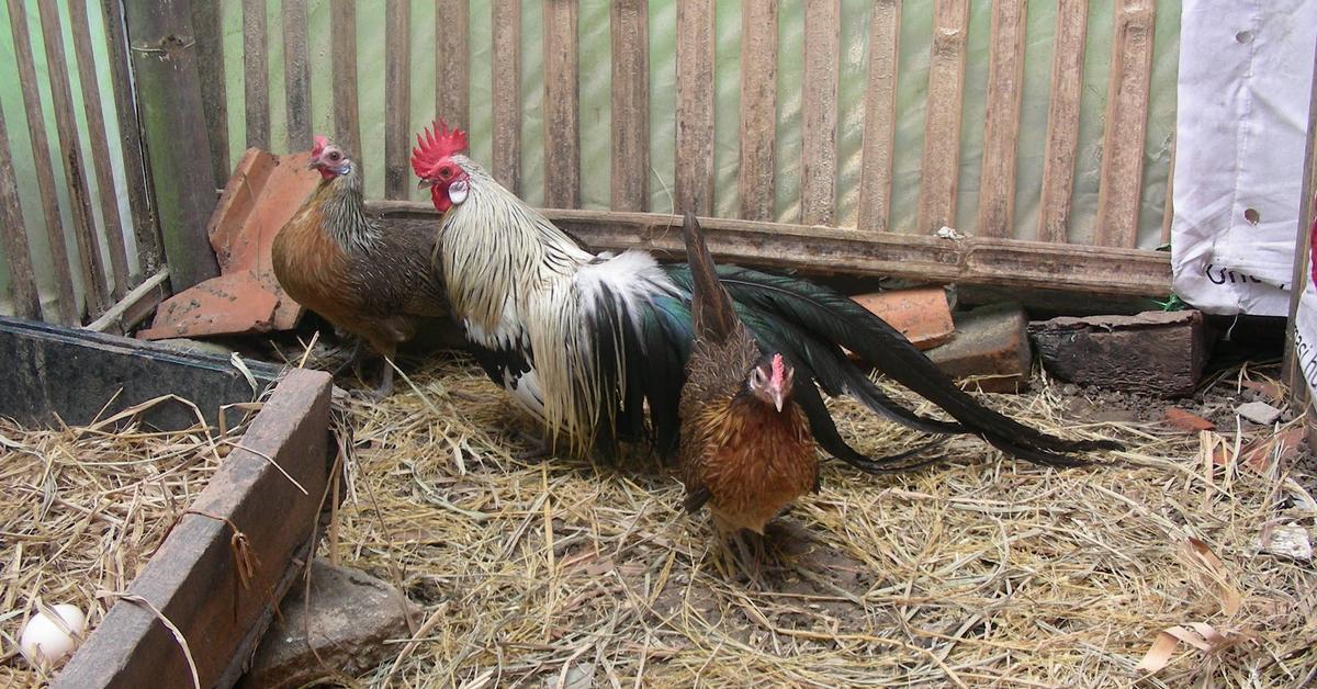 Captivating view of the Phoenix Chicken, known in Bahasa Indonesia as Ayam Phoenix.