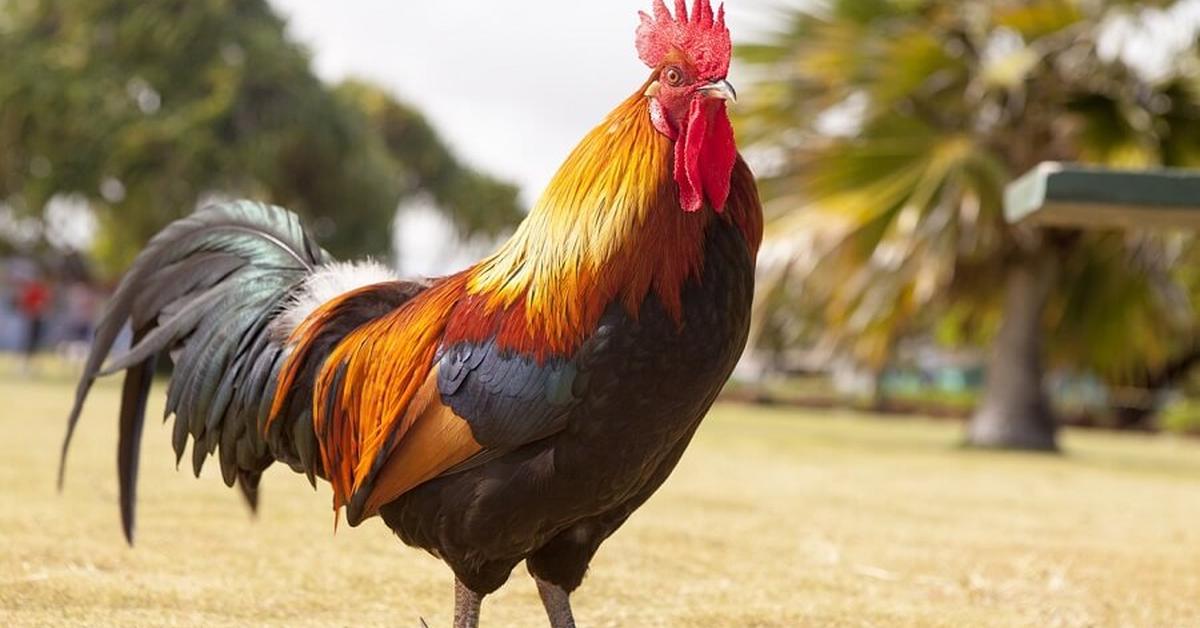 Unique portrayal of the Phoenix Chicken, also called Ayam Phoenix in Bahasa Indonesia.