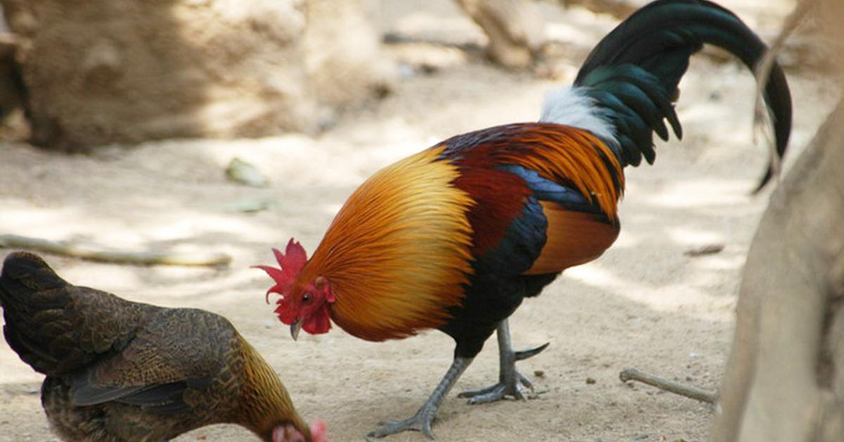 Elegant portrayal of the Phoenix Chicken, also known as Gallus gallus.